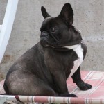 Mednarodni Pokal Sedmak - Bressan