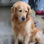 Bazovica, nogomet, 1. amaterska liga: Zarja - Cormonese