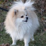 Primorec - San GIovanni