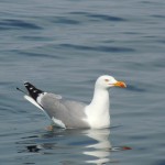 Mednarodna regata v organizaciji SVBG in TPK Sirena