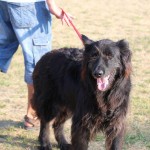 Medvaški turnir 5:5