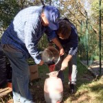 Druženje ob kostanju