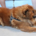 Mednarodni Pokal Sedmak - Bressan