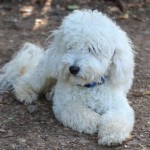 Odbojkarski turnir na mivki 3:3