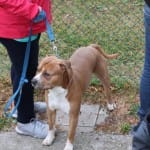 1. Al: Vesna - Primorec