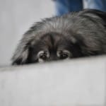 Sport - NOGOMET - UNDER 14 DEZELNI - Vesna - Terzo