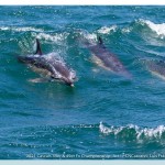 jana 49er fx slo bis_Page_13