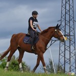 Sport - konjski sporti - evropski pokal, italijansko drzavno prvenstvo in trofej dezel v disciplini trek