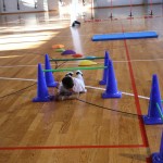 ZSŠDI: skokičin vrtiljak na Opčinah