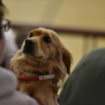 Sport - KOSARKA - PROMOCIJSKA LIGA - Breg B - Sokol