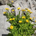 AŠD Mladina: jezero Volaia in vrh gore Rauchkofel