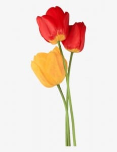 1. foto Tulipan