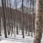 SK Devin: celodnevni izlet in vzpon na Snežnik