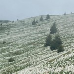 Planinski odsek SK Devin na Golici v kraljestvu narcis
