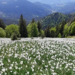 Planinski odsek SK Devin na Golici v kraljestvu narcis