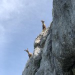 Planinci AŠD Mladina: na vrh Monte Cocco (KuK) in Špika Hude p