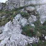 Planinci AŠD Mladina: na vrh Monte Cocco (KuK) in Špika Hude p