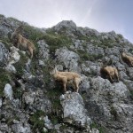 Planinci AŠD Mladina: na vrh Monte Cocco (KuK) in Špika Hude p