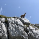 Planinci AŠD Mladina: na vrh Monte Cocco (KuK) in Špika Hude p