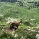 Planinci AŠD Mladina: na vrh Monte Cocco (KuK) in Špika Hude p