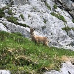 Planinci AŠD Mladina: na vrh Monte Cocco (KuK) in Špika Hude p