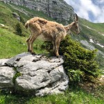 Planinci AŠD Mladina: na vrh Monte Cocco (KuK) in Špika Hude p