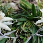 Sk Devin: dvodnevni izlet Tre cime di Lavaredo