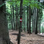 Planinke in planinci AŠD Mladina iz Ovčje na planino Raunas