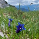 Planinski odsek SK Devin: zahteven zpon na Črno prst