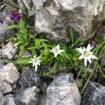 Planinci in planinke AŠD Mladina na vrh Monte Zermula