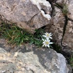 Planinci in planinke AŠD Mladina na vrh Monte Zermula