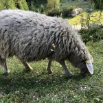 Planinke in planinci AŠD Mladina na vrh Male Mojstrovke