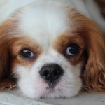 Elitna liga: Juventina - Azzurra Premariacco