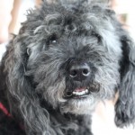 Elitna liga: Juventina - Azzurra Premariacco