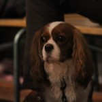 U16: Soča - Olympia