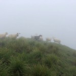 Planinski odsek AŠD Mladina na krožni poti v Karnijske Alpe