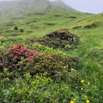 Planinski odsek AŠD Mladina na krožni poti v Karnijske Alpe