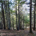Planinski odsek SK Devin na Porezen