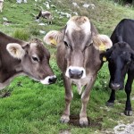 SK Devin: izlet z vzponom na Krasji vrh (2)