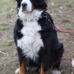 028_nog2AL_Primorje-Roianese