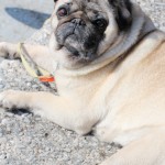 001_nogDezelniNajmlajsi_Kras-Tolmezzo