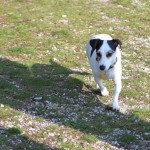 035_nogPromocijskaLiga_Primorec-SantAndreSanVito