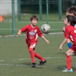 31_07052016-_Opicina_-Kras_B_-_pulcini-353